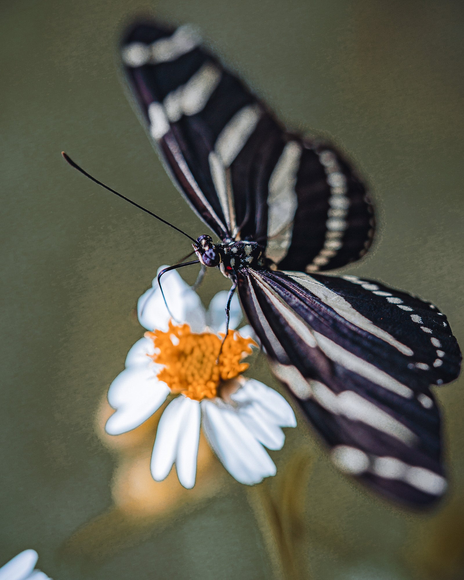 Alpha-Universe-Alpha-Female-Plus-Hannah-Mather---ProtectingPollinators-ZebraLongwing-Hmather-12.JPG
