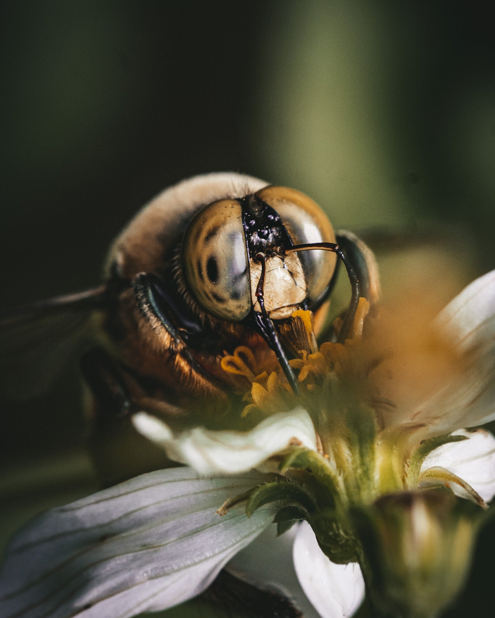 Alpha-Universe-Alpha-Female-Plus-ProtectingPollinators-CarpenterBees-HMather-1.jpg