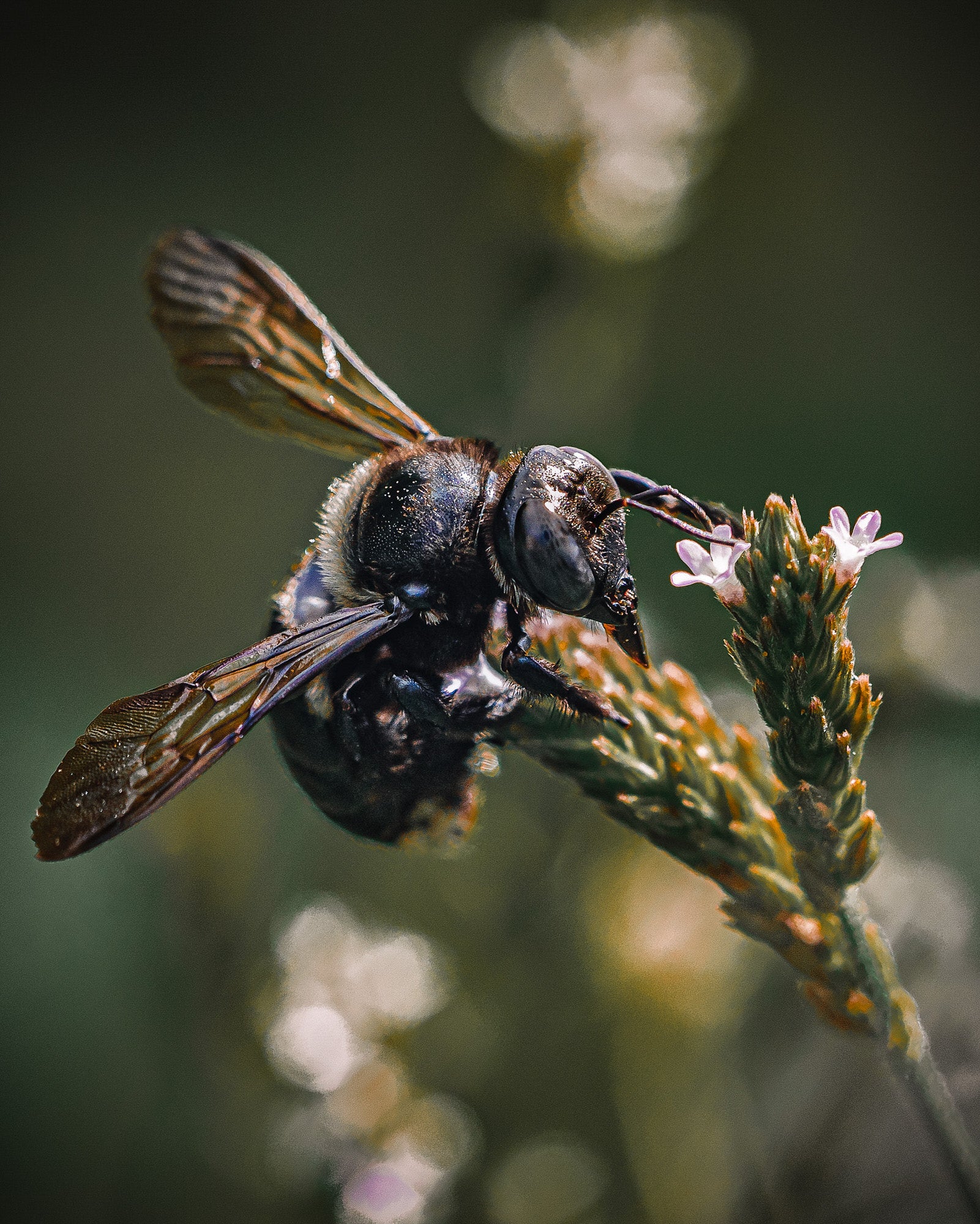 Alpha-Universe-Alpha-Female-Plus-ProtectingPollinators-CarpenterBees-HMather-5.JPG