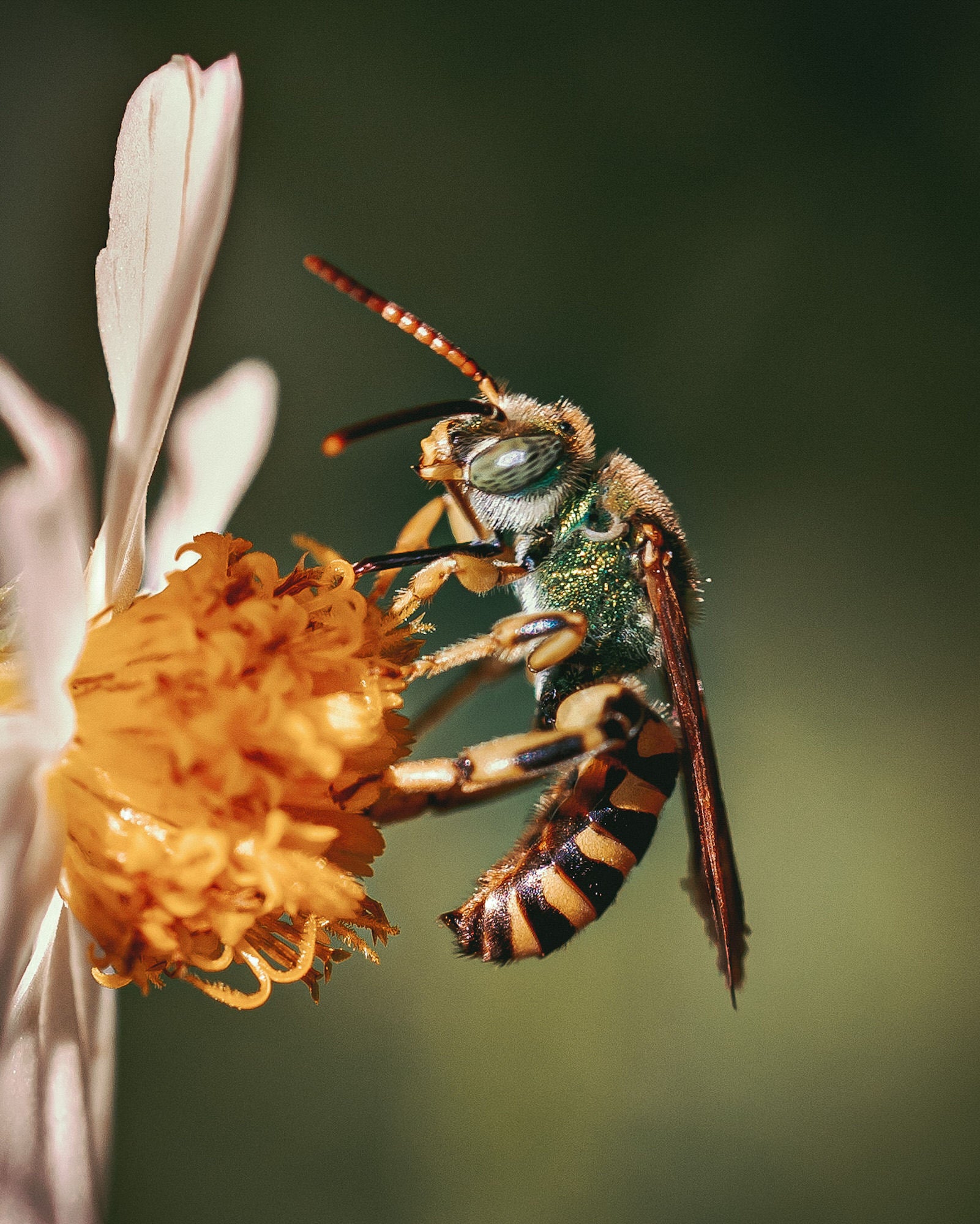 Alpha-Universe-Alpha-Female-Plus-ProtectingPollinators-GreenMetallicBee-Hmather-1-2.JPG