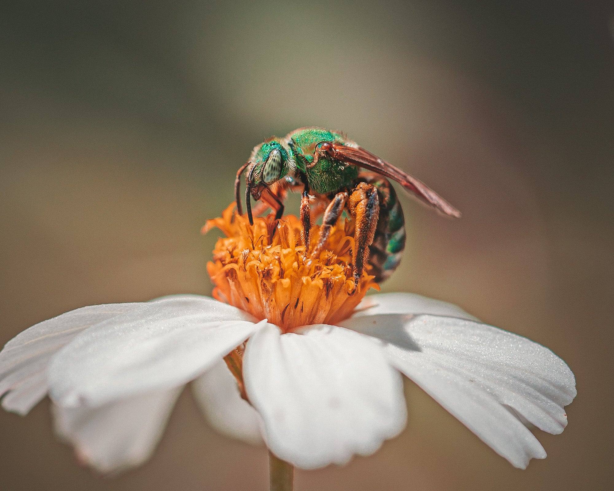 Alpha-Universe-Alpha-Female-Plus-ProtectingPollinators-GreenMetallicBee-Hmather-2.jpg
