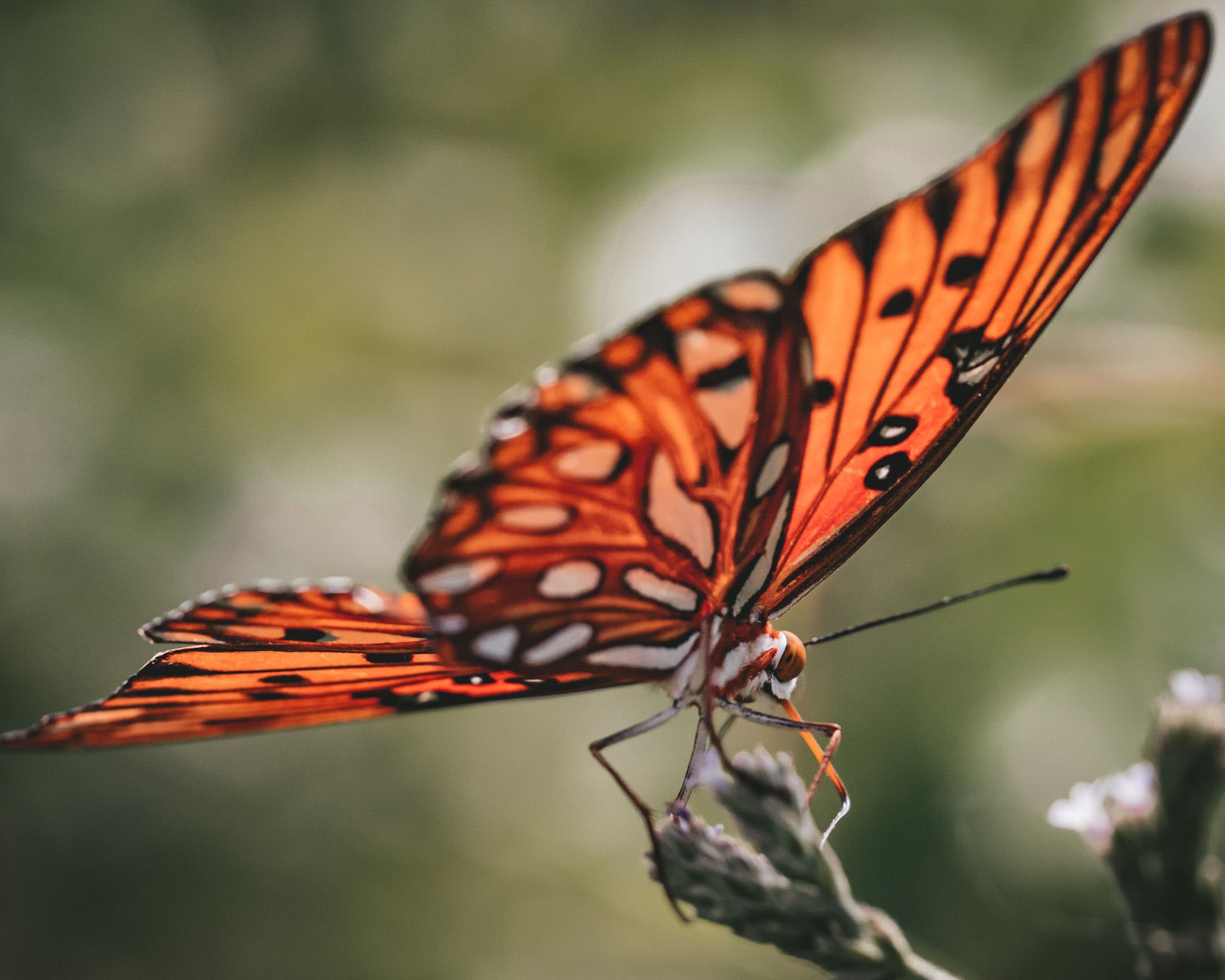 Alpha-Universe-Alpha-Female-Plus-ProtectingPollinators-GulfFritillary-HMather-3.jpg