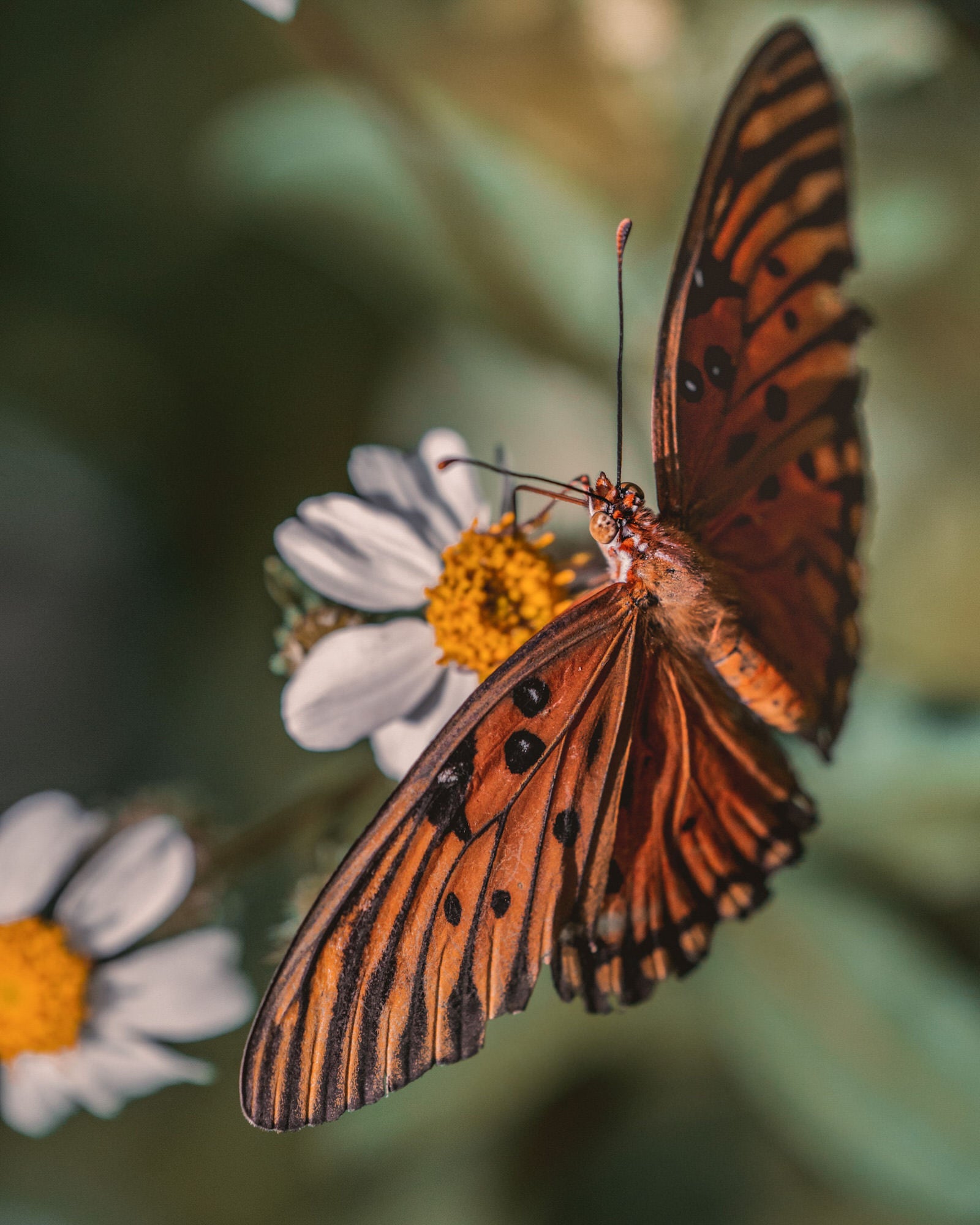 Alpha-Universe-Alpha-Female-Plus-ProtectingPollinators-GulfFritillary-HMather-8.JPG
