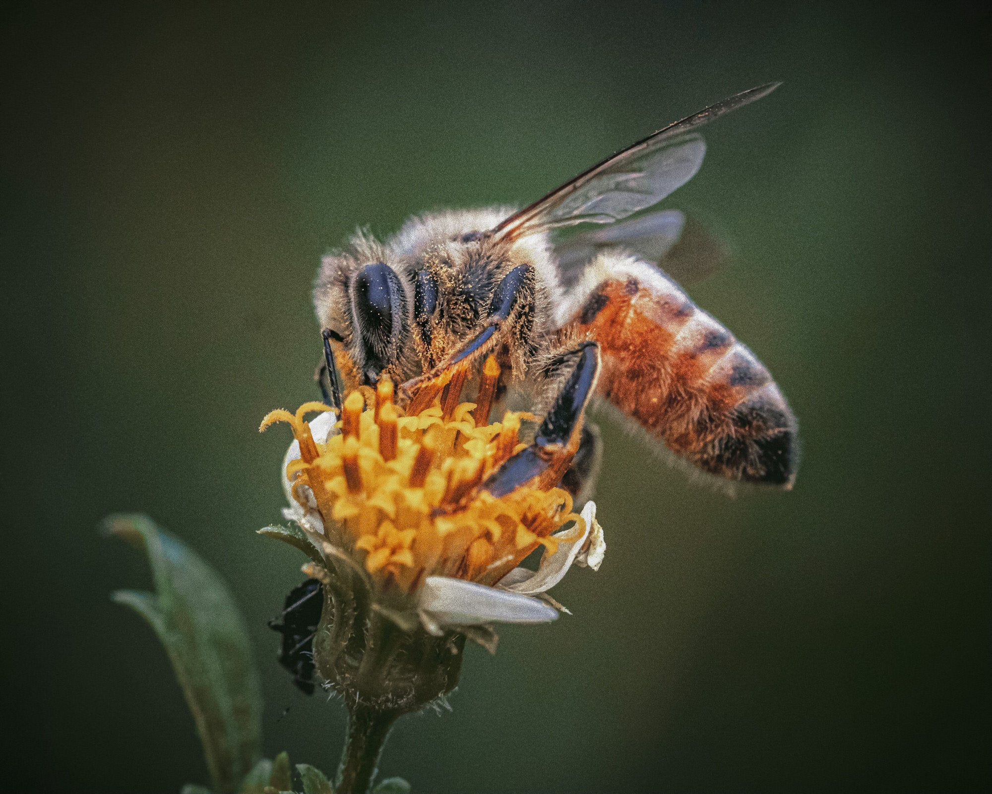 Alpha-Universe-Alpha-Female-Plus-ProtectingPollinators-HoneyBee-HMather-2.JPG