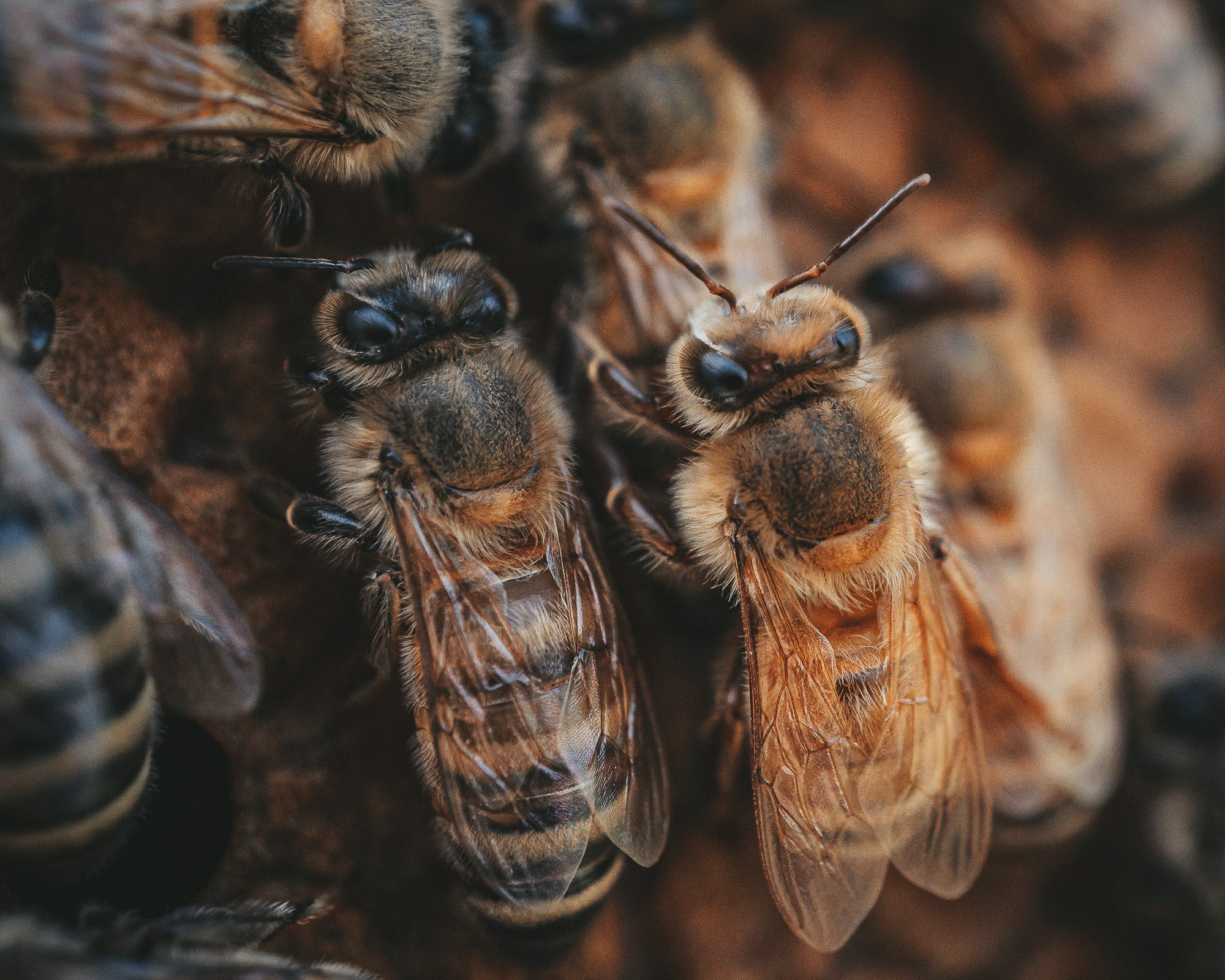 Alpha-Universe-Alpha-Female-Plus-ProtectingPollinators-HoneyBee-HMather-4.JPG