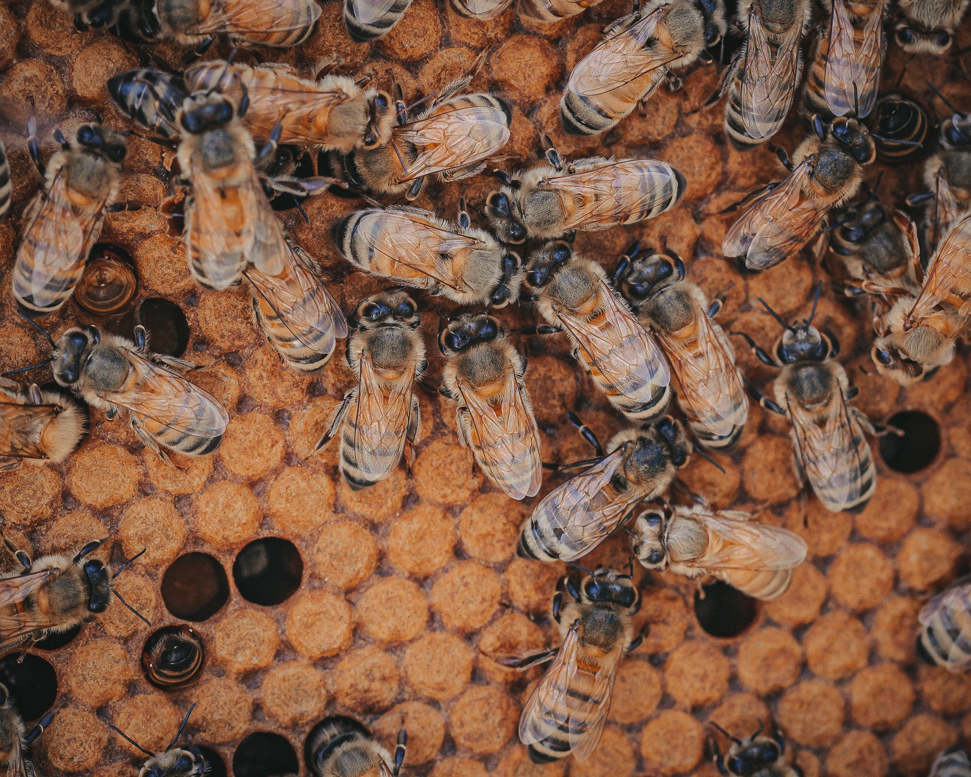 Alpha-Universe-Alpha-Female-Plus-ProtectingPollinators-HoneyBee-HMather-6.JPG