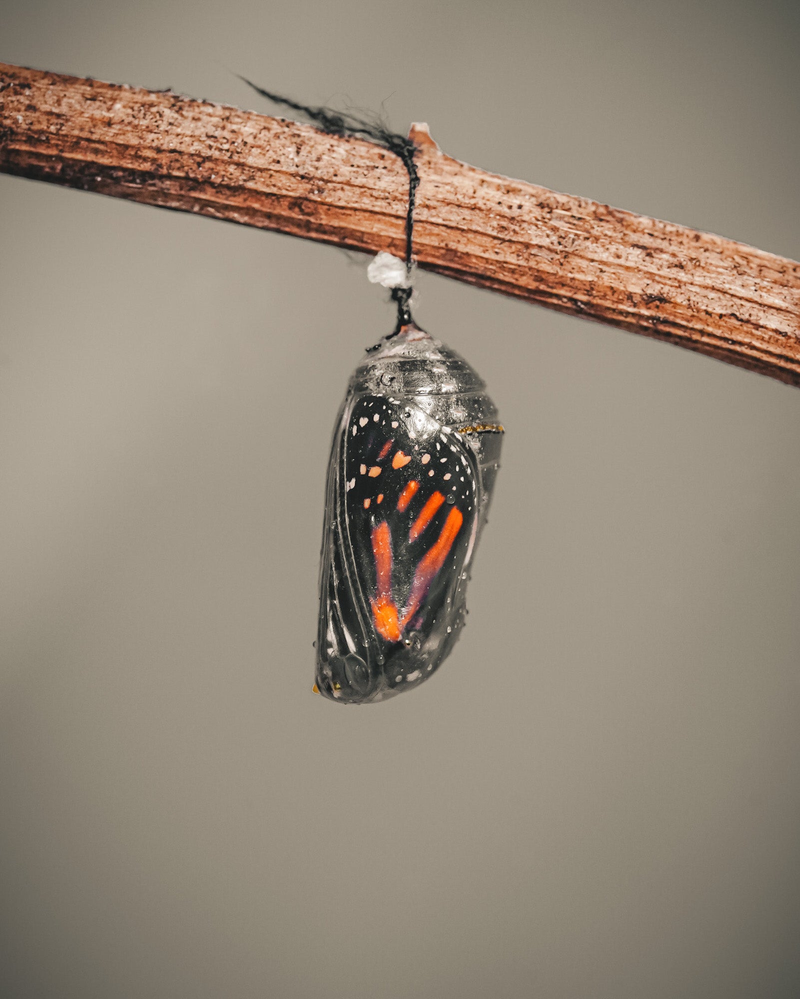 Alpha-Universe-Alpha-Female-Plus-ProtectingPollinators-Monarch-HMather-4.JPG