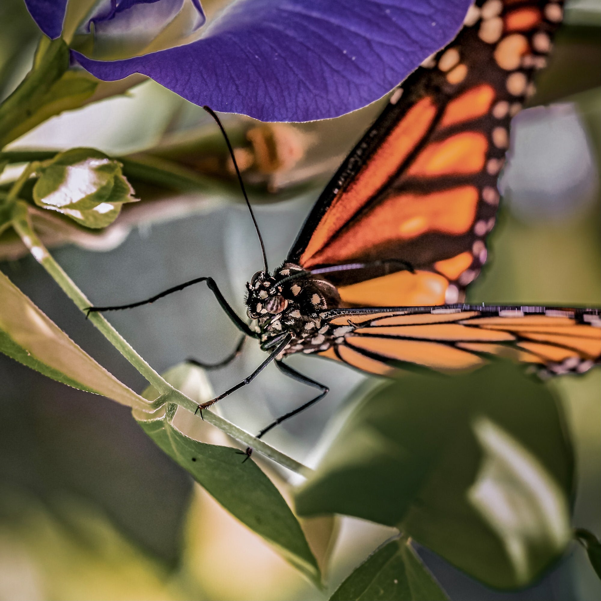 Alpha-Universe-Alpha-Female-Plus-ProtectingPollinators-Monarch-HMather-5.jpg