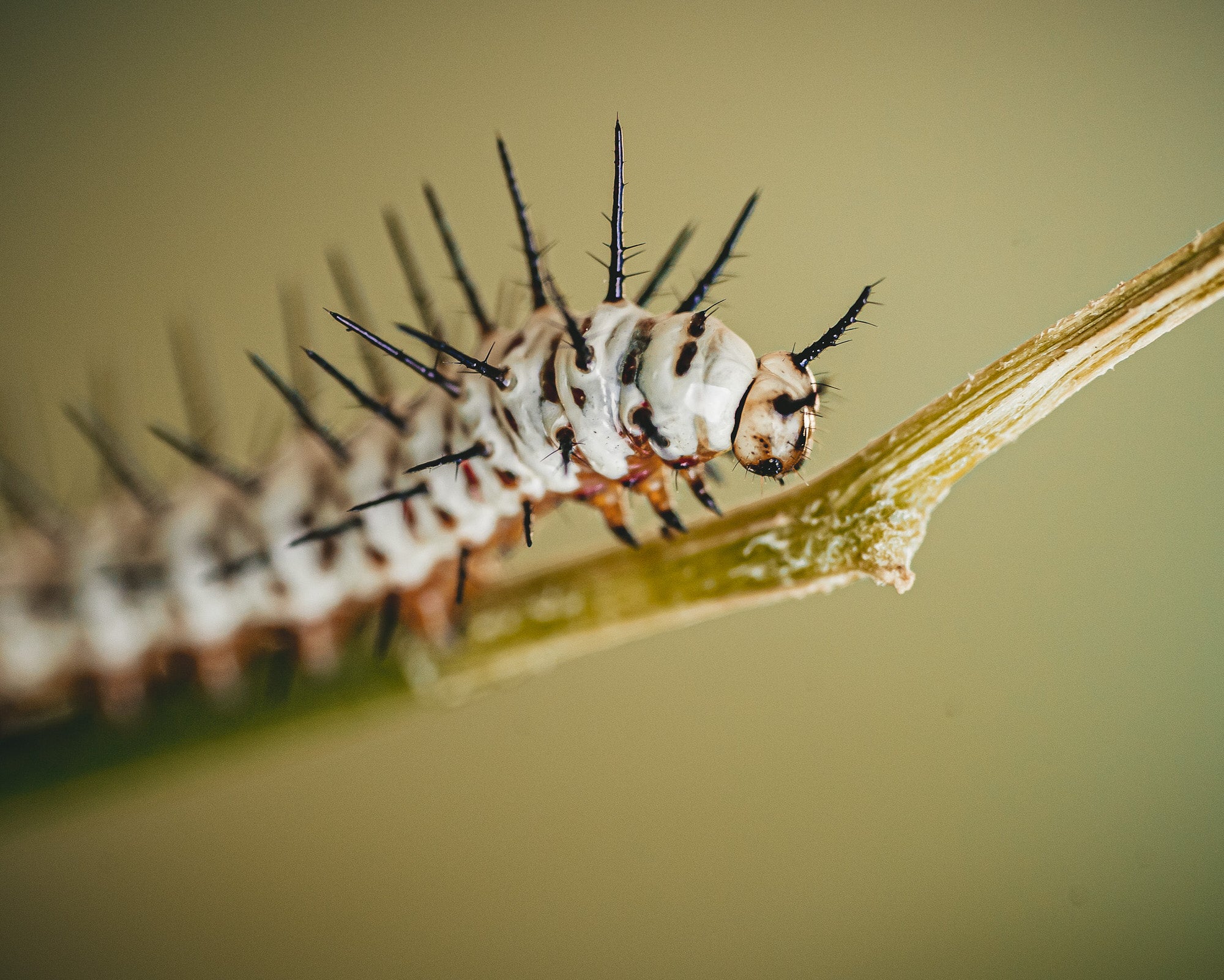 Alpha-Universe-Alpha-Female-Plus-ProtectingPollinators-ZebraLongwing-HMather-03.jpg