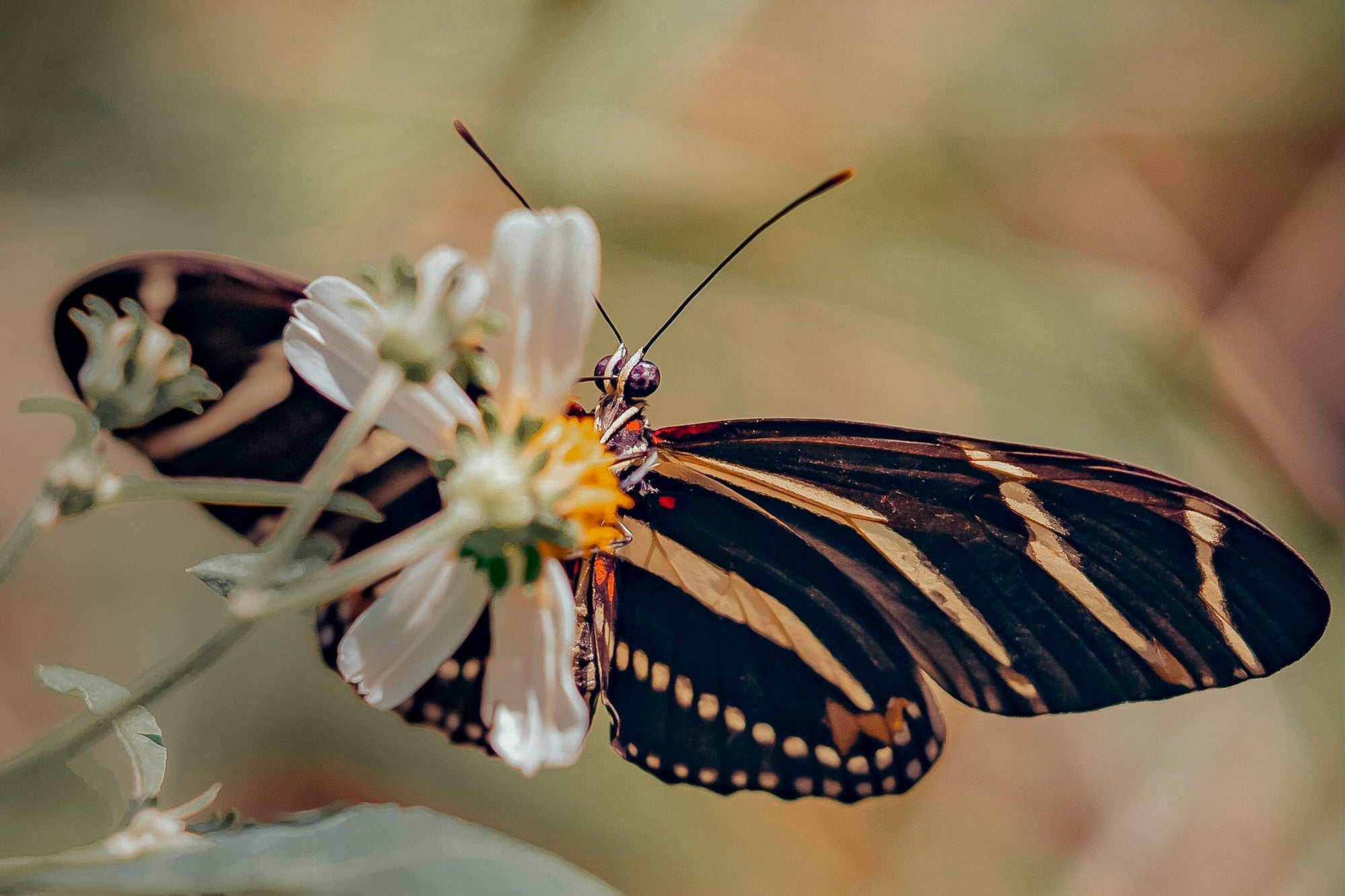 Alpha-Universe-Alpha-Female-Plus-ProtectingPollinators-ZebraLongwing-HMather-11.jpg