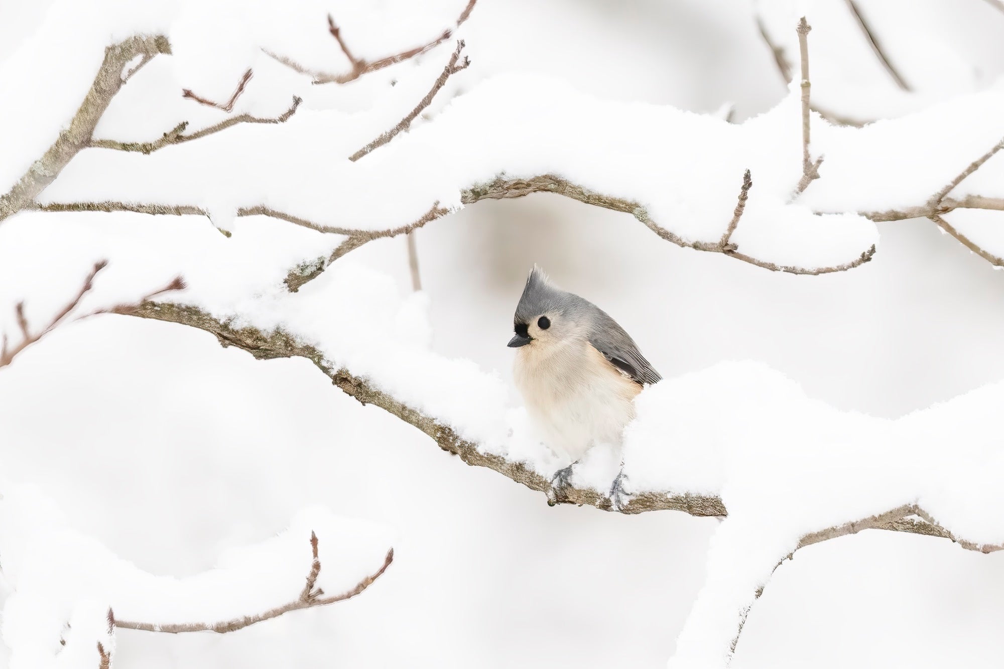 Photo by Melissa Groo. Sony Alpha 1. Sony 600mm f/4 G Master. 1/640-sec., f/5.6, ISO 1600